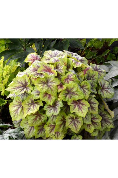 Żuraweczka (Żurawka) 'Fire Frost' Heucherella