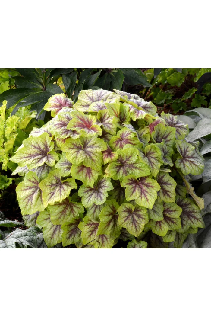 Żuraweczka (Żurawka) 'Fire Frost' Heucherella