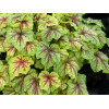 Żuraweczka (Żurawka) 'Fire Frost' Heucherella