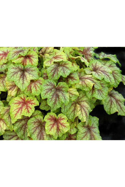 Żuraweczka (Żurawka) 'Fire Frost' Heucherella