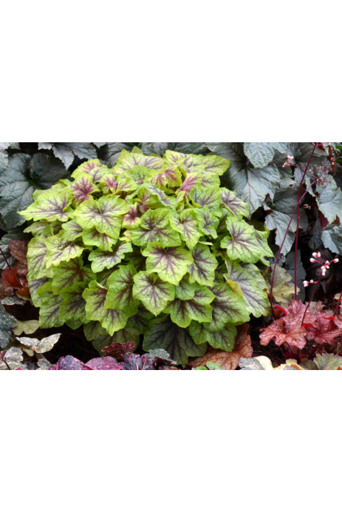 Żuraweczka (Żurawka) 'Fire Frost' Heucherella