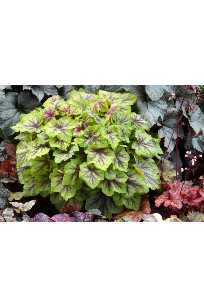 Żuraweczka (Żurawka) 'Fire Frost' Heucherella