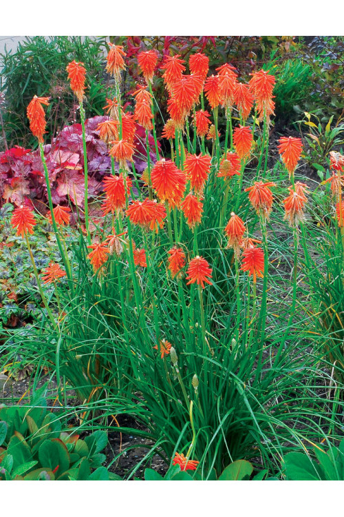 trytoma, trytoma Papaya Popscide, Kniphofia