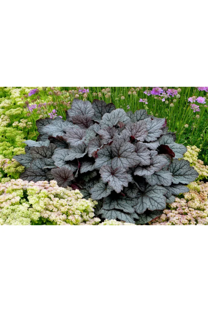 Żuraweczka (Żurawka) 'Twilight' Heucherella