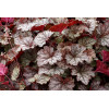 Żuraweczka (Żurawka) 'Twilight' Heucherella