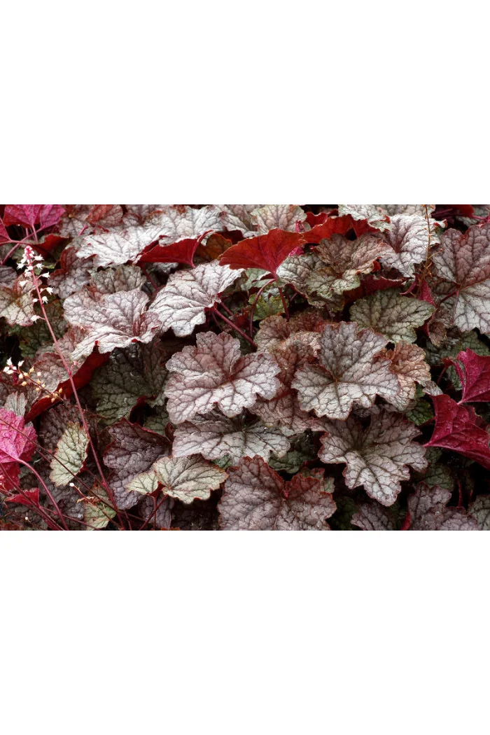 Żuraweczka (Żurawka) 'Twilight' Heucherella
