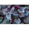 Żuraweczka (Żurawka) 'Twilight' Heucherella