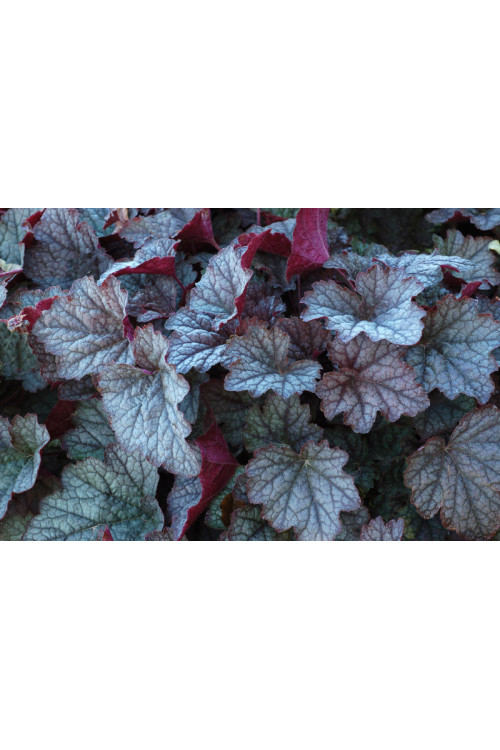 Żuraweczka (Żurawka) 'Twilight' Heucherella