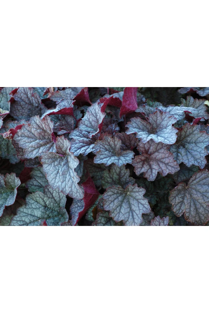 Żuraweczka (Żurawka) 'Twilight' Heucherella