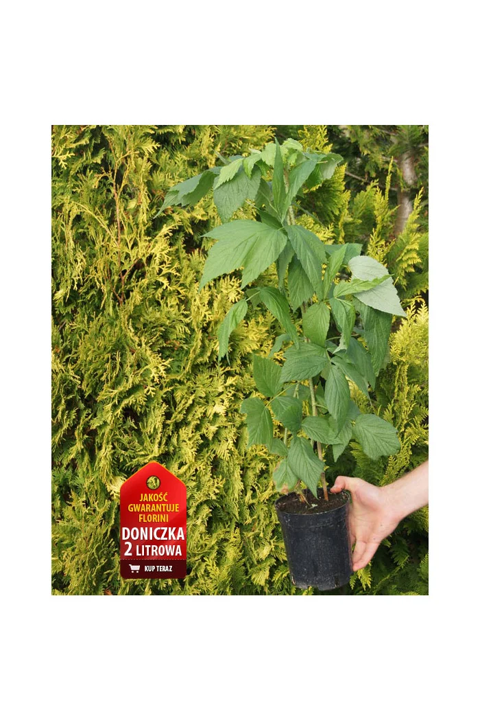 Malina 'Willamette' | Rubus idaeus