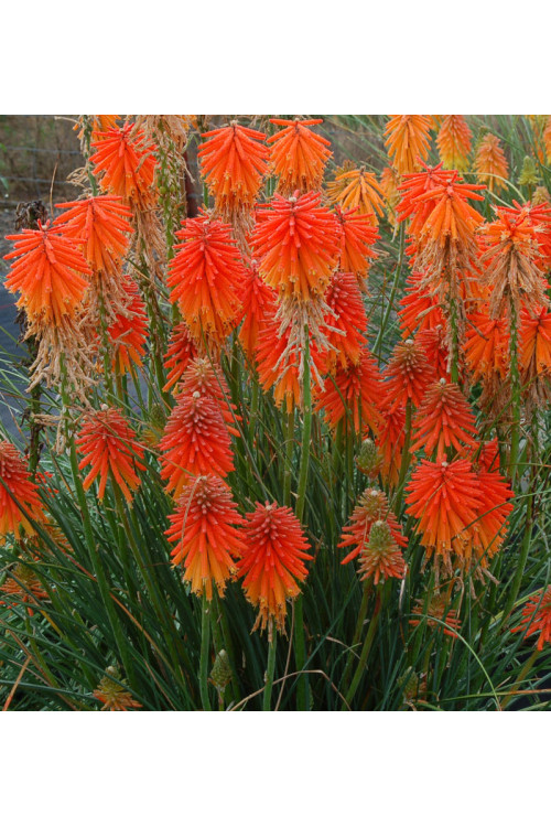 trytoma, trytoma Papaya Popscide, Kniphofia
