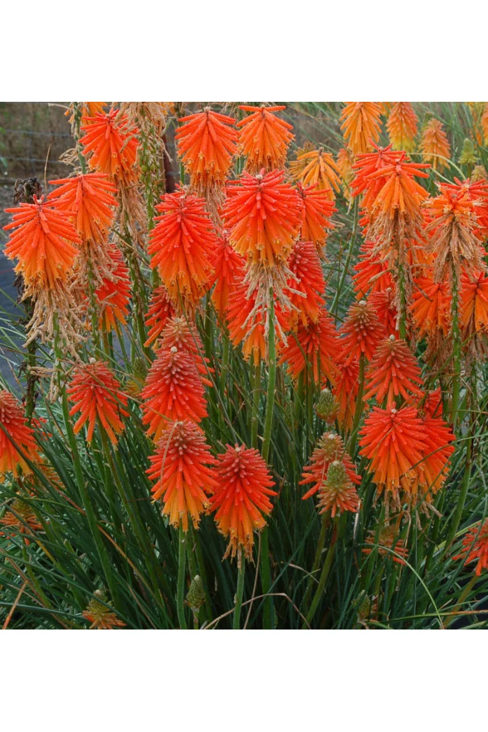 trytoma, trytoma Papaya Popscide, Kniphofia