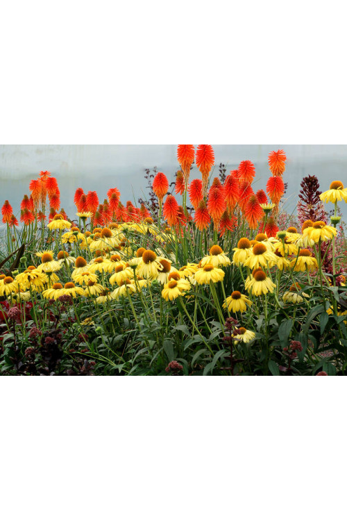 trytoma, trytoma Papaya Popscide, Kniphofia