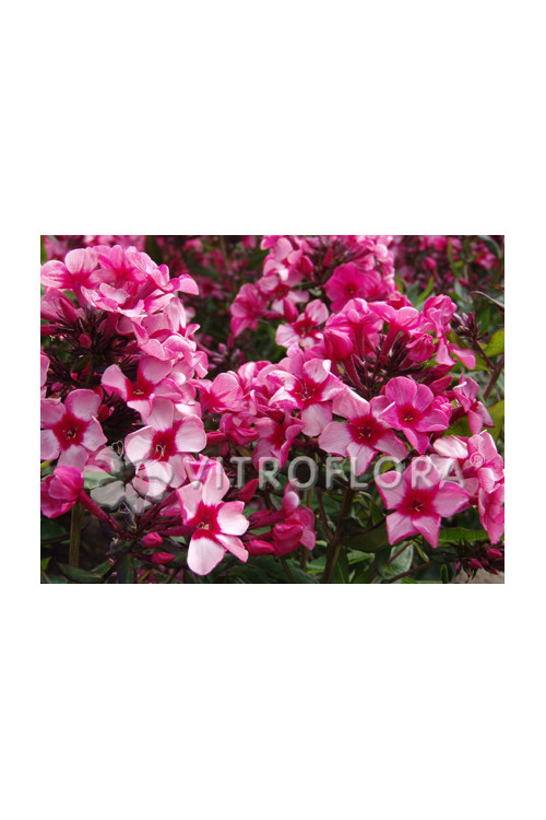 Floks wiechowaty 'Red Caribbean' Phlox panniculata