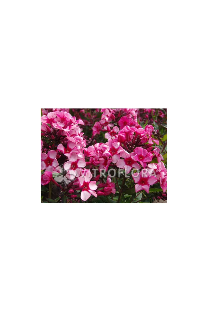 Floks wiechowaty 'Red Caribbean' Phlox panniculata