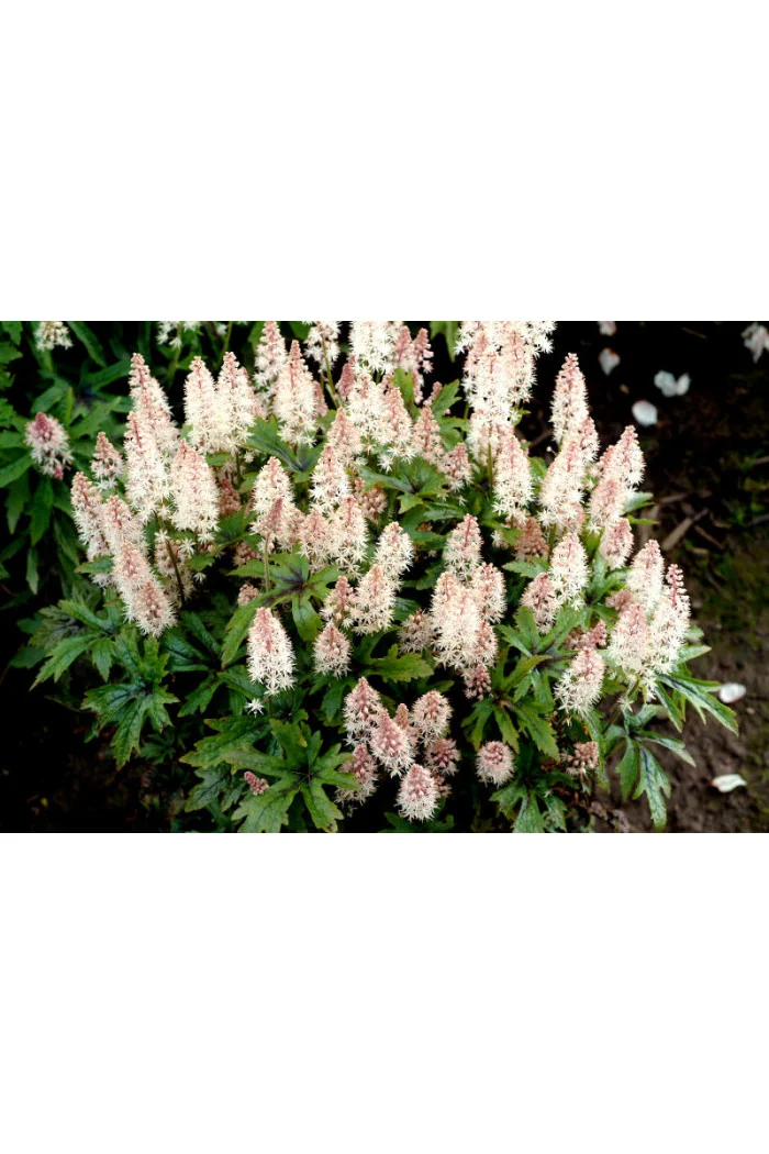 tiarella