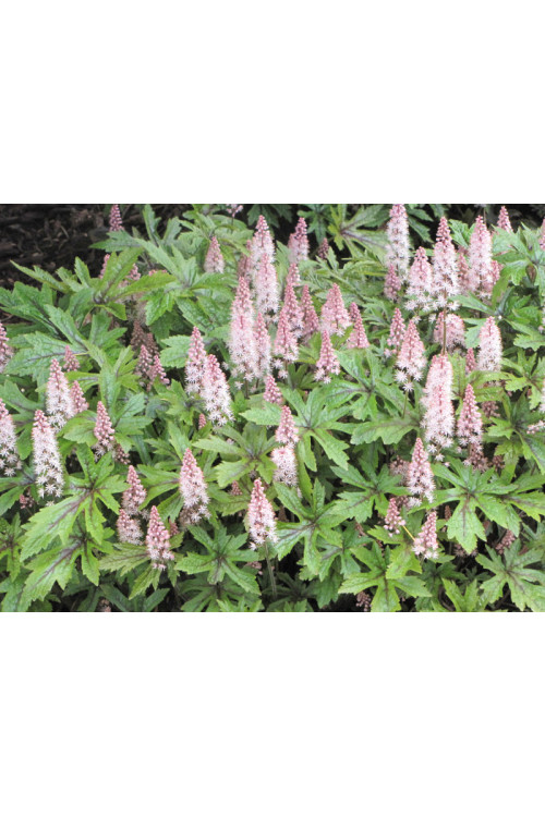 tiarella