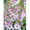 Dziewanna 'Rosie' | Verbascum