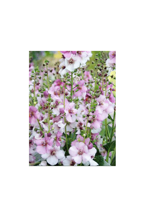 Dziewanna 'Rosie' | Verbascum