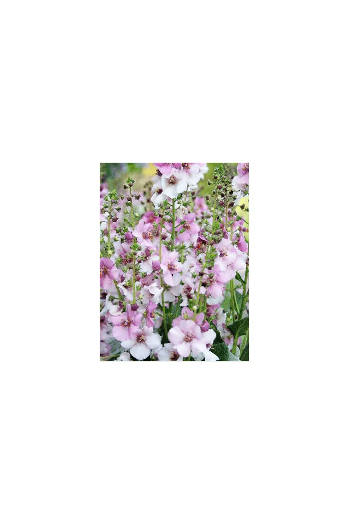 Dziewanna 'Rosie' | Verbascum