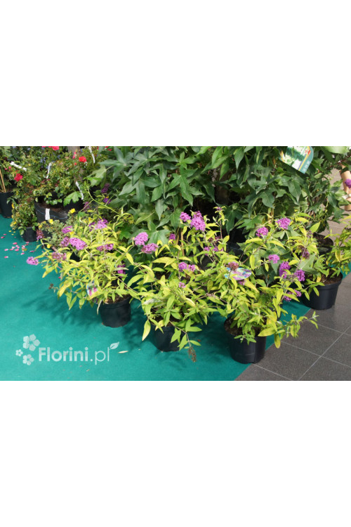 Budleja Dawida 'Moonshine' Buddleja dawidii