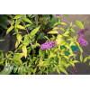 Budleja Dawida 'Moonshine' Buddleja dawidii