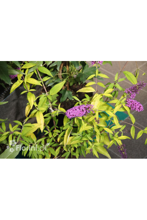 Budleja Dawida 'Moonshine' Buddleja dawidii