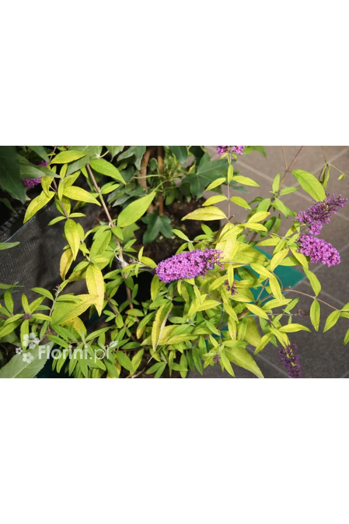 Budleja Dawida 'Moonshine' Buddleja dawidii