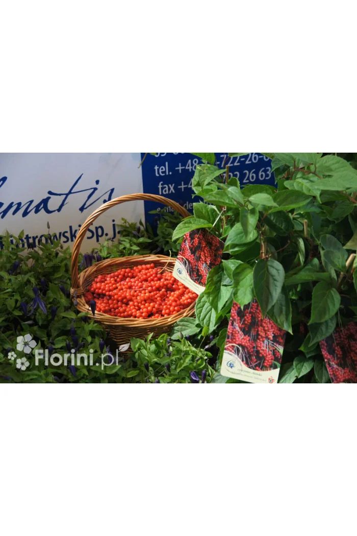 Cytryniec chiński | Schisanda chinensis