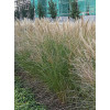 Miskant chiński 'Kleine Silberspinne' | Miscanthus sinensis