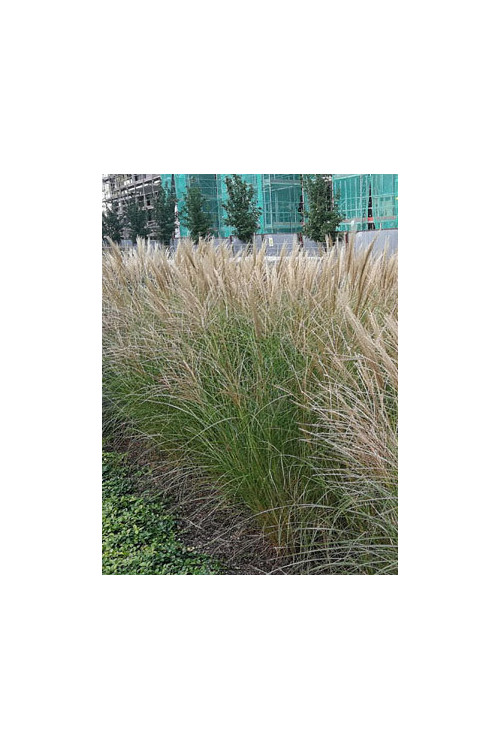 Miskant chiński 'Kleine Silberspinne' | Miscanthus sinensis