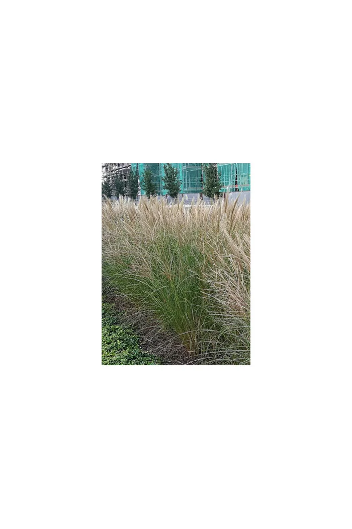 Miskant chiński 'Kleine Silberspinne' | Miscanthus sinensis