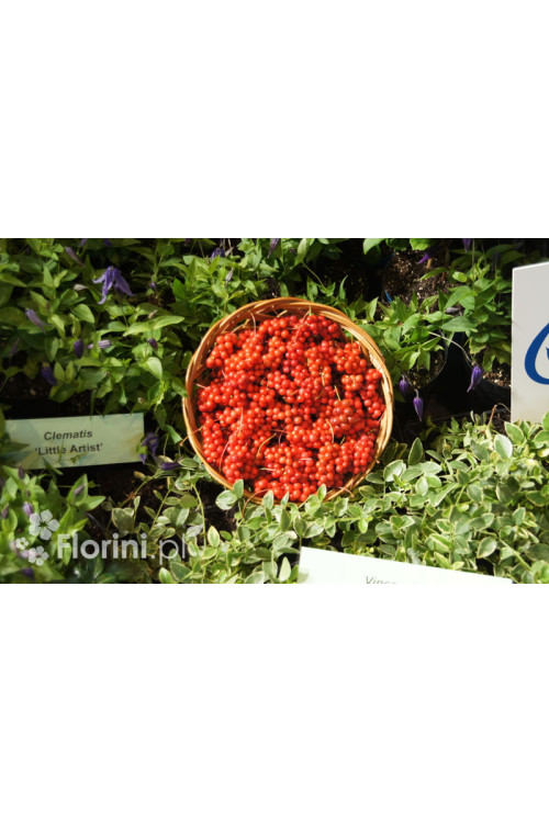 Cytryniec chiński | Schisanda chinensis