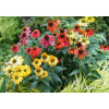 jeżówka, echinacea, jeżówka Cheyenne Spirit, sadzonki jeżówek, byliny lata, kwitnące jeżówki, sadzonki echinacea