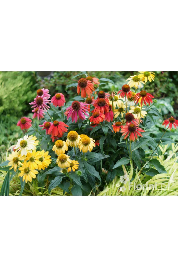 jeżówka, echinacea, jeżówka Cheyenne Spirit, sadzonki jeżówek, byliny lata, kwitnące jeżówki, sadzonki echinacea