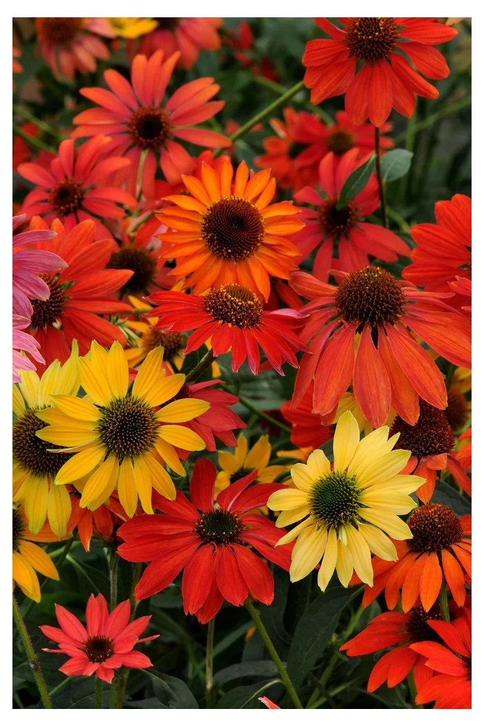 jeżówka, echinacea, jeżówka Cheyenne Spirit, sadzonki jeżówek, byliny lata, kwitnące jeżówki, sadzonki echinacea