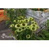Jeżówka 'Green Jewel' | Echinacea