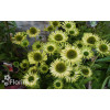 Jeżówka 'Green Jewel' | Echinacea