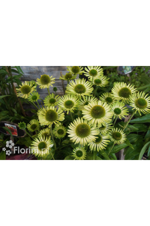 Jeżówka 'Green Jewel' | Echinacea