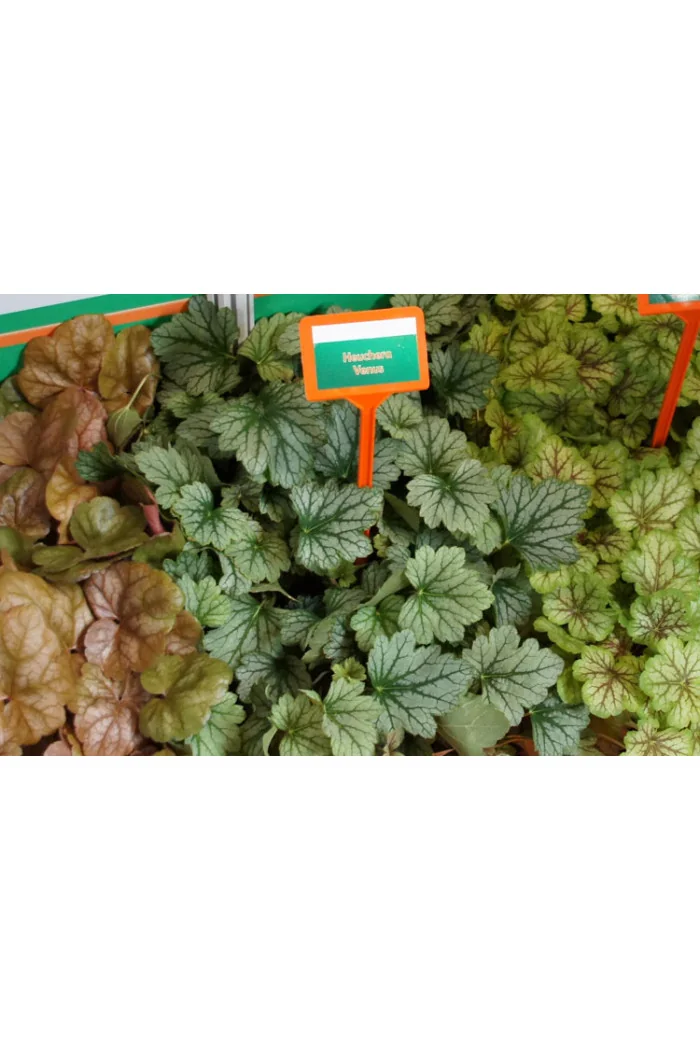 Żurawka 'Venus' | Heuchera