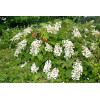 Hortensja dębolistna 'Ice Crystal' | Hydrangea quercifolia