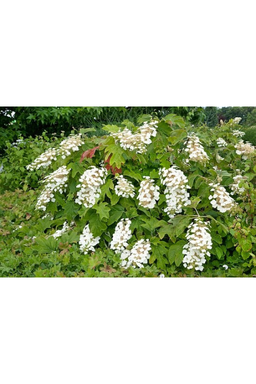 Hortensja dębolistna 'Ice Crystal' | Hydrangea quercifolia