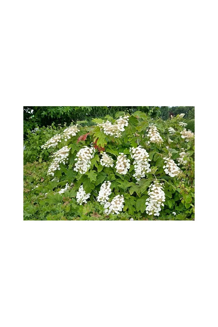 Hortensja dębolistna 'Ice Crystal' | Hydrangea quercifolia