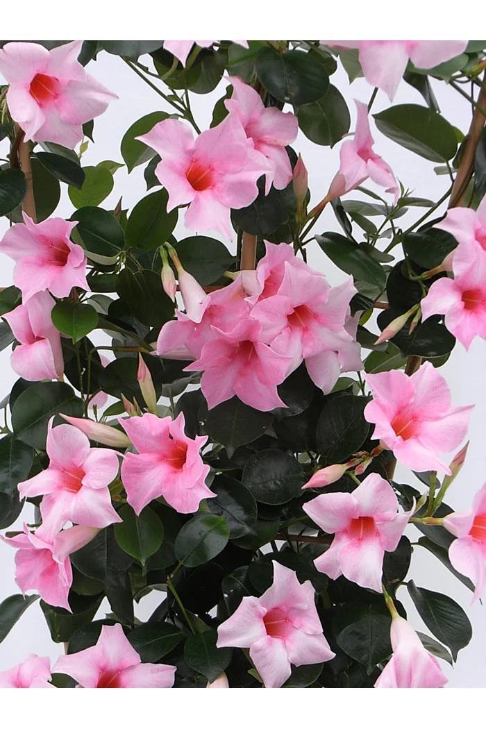 Sundaville 'Cream Pink' | Sundaville