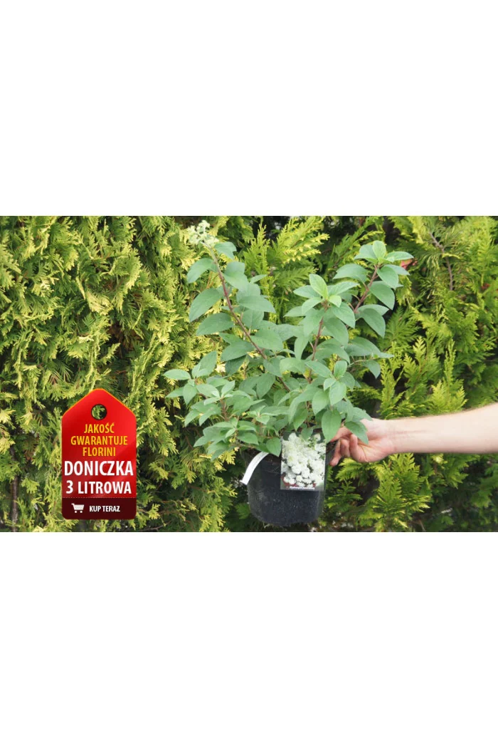 Hortensja bukietowa 'Bobo' |Hydrangea paniculata