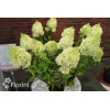 Hortensja bukietowa 'Polar Bear' | Hydrangea paniculata