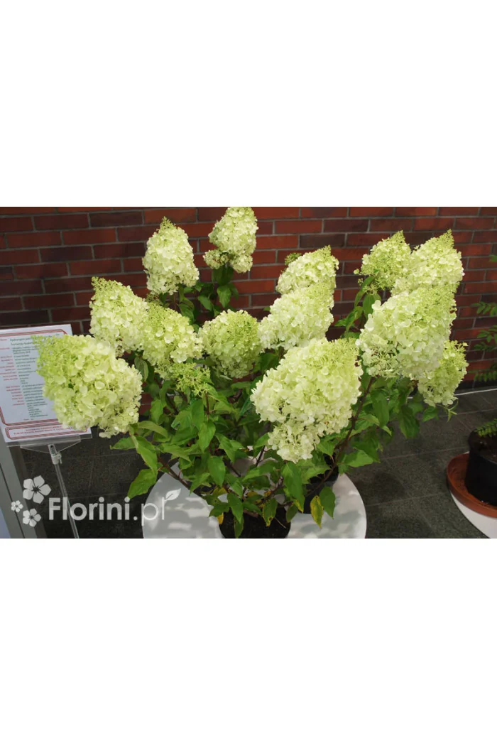 Hortensja bukietowa 'Polar Bear' | Hydrangea paniculata