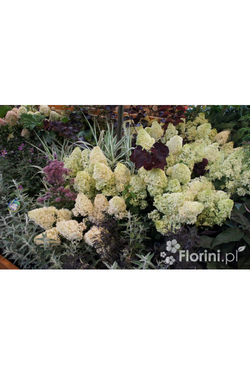 hortensja, hortensja bukietowa, hortensja Silver Dollar, hydrangea, hydrangea paniculata