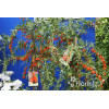 Kolcowój 'New Big' - Jagody Goji Lycium barbarum
