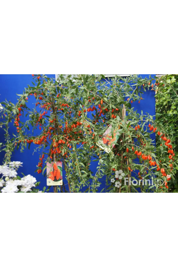 Kolcowój 'New Big' - Jagody Goji Lycium barbarum